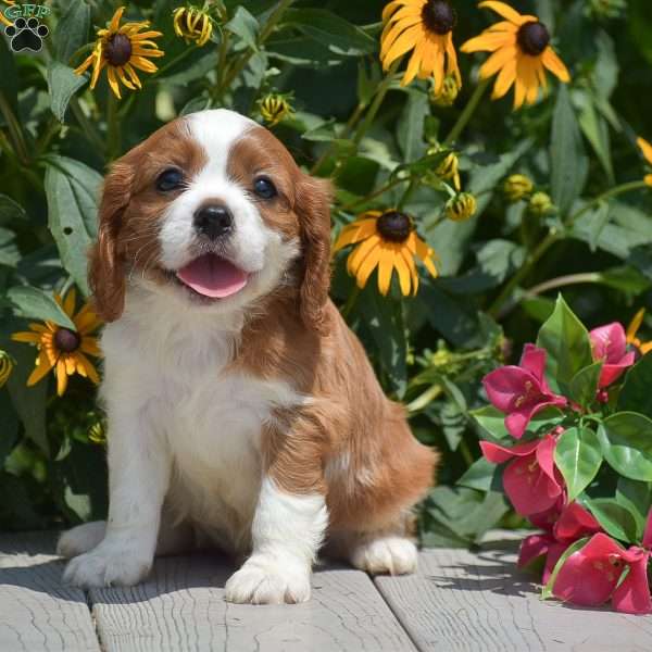 Bingo, Cavalier King Charles Spaniel Puppy