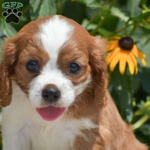 Bingo, Cavalier King Charles Spaniel Puppy