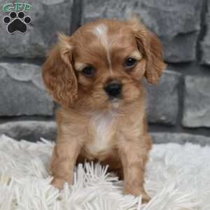 Blaze, Cavalier King Charles Spaniel Puppy