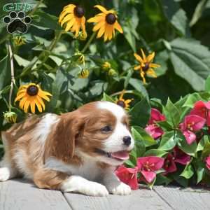 Buster, Cavalier King Charles Spaniel Puppy