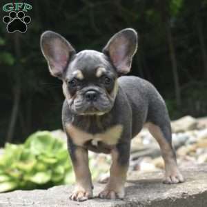 Luna, French Bulldog Puppy