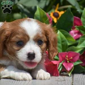 Buster, Cavalier King Charles Spaniel Puppy