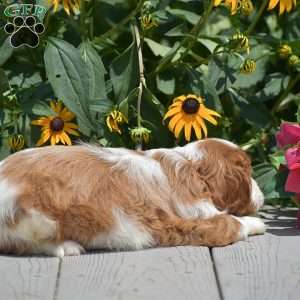 Buster, Cavalier King Charles Spaniel Puppy