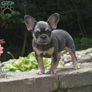 Luna, French Bulldog Puppy