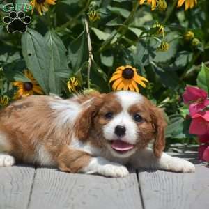 Buster, Cavalier King Charles Spaniel Puppy
