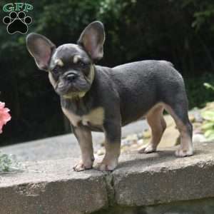 Luna, French Bulldog Puppy