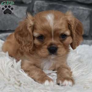 Blaze, Cavalier King Charles Spaniel Puppy