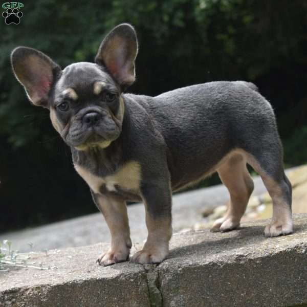 Luna, French Bulldog Puppy