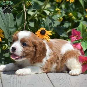 Buster, Cavalier King Charles Spaniel Puppy