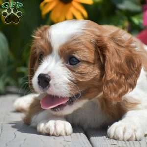 Buster, Cavalier King Charles Spaniel Puppy