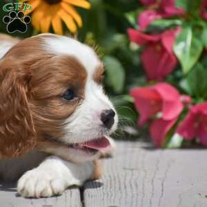 Buster, Cavalier King Charles Spaniel Puppy