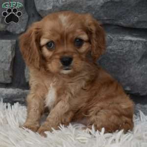 Benny, Cavalier King Charles Spaniel Puppy