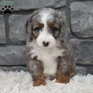 Biscuit, Mini Bernedoodle Puppy
