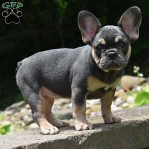 Luna, French Bulldog Puppy