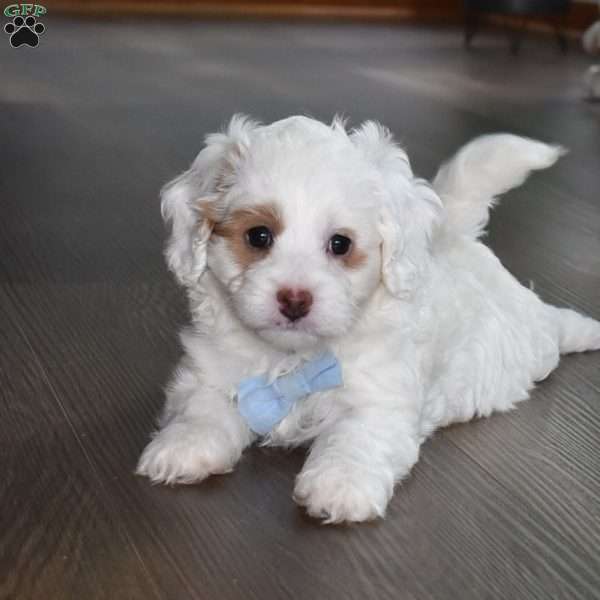 Brutus, Forever Puppy