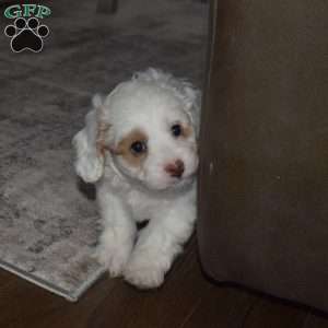 Brutus, Forever Puppy