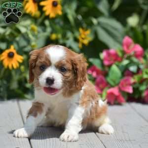 Buster, Cavalier King Charles Spaniel Puppy