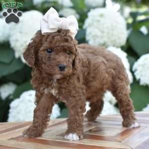 Aria, Mini Goldendoodle Puppy