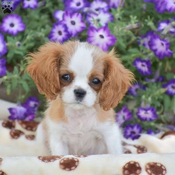 Timothy, Cavalier King Charles Spaniel Puppy