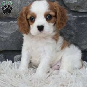 Buddy, Cavalier King Charles Spaniel Puppy