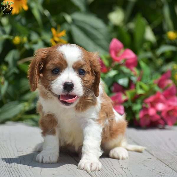 Buster, Cavalier King Charles Spaniel Puppy