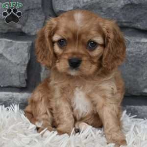 Benny, Cavalier King Charles Spaniel Puppy