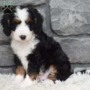 Bentley, Mini Bernedoodle Puppy