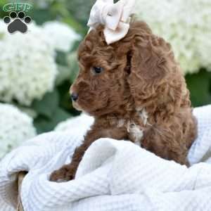 Aria, Mini Goldendoodle Puppy