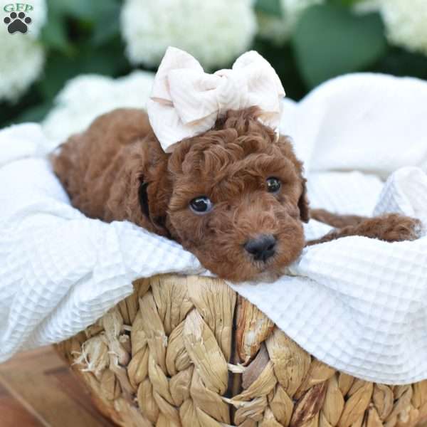 Aria, Mini Goldendoodle Puppy