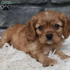 Benny, Cavalier King Charles Spaniel Puppy