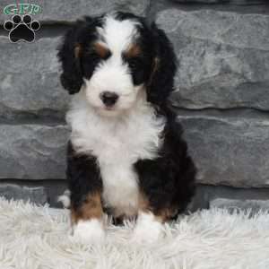 Bentley, Mini Bernedoodle Puppy