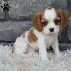 Buddy, Cavalier King Charles Spaniel Puppy