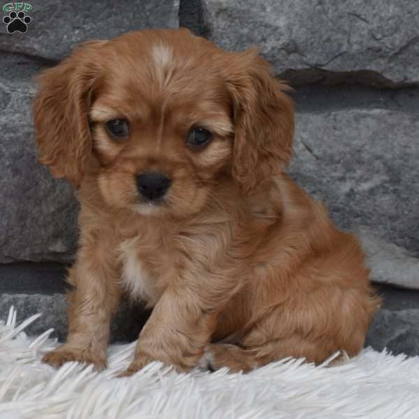 Benny, Cavalier King Charles Spaniel Puppy