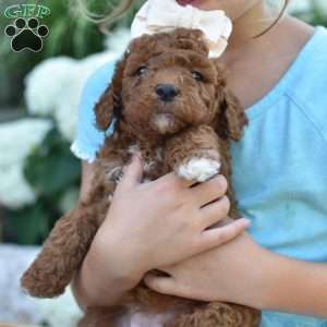 Aria, Mini Goldendoodle Puppy