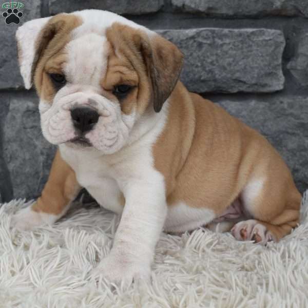 Duke, Beabull Puppy