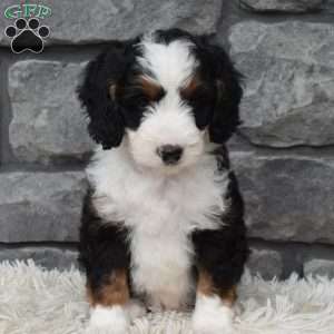 Bentley, Mini Bernedoodle Puppy