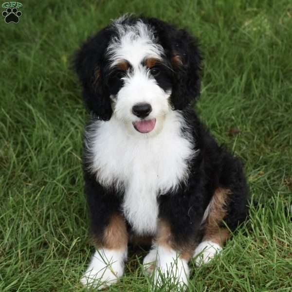 Bentley, Mini Bernedoodle Puppy