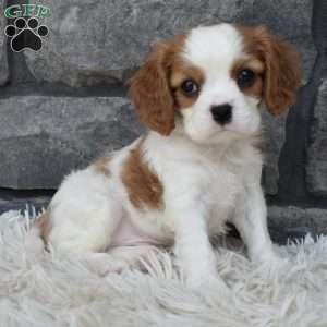 Buddy, Cavalier King Charles Spaniel Puppy
