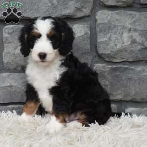 Bentley, Mini Bernedoodle Puppy