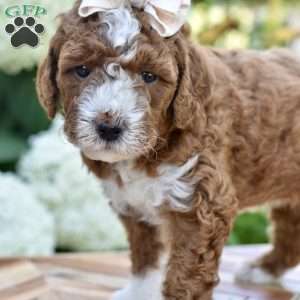 Sadie, Mini Goldendoodle Puppy