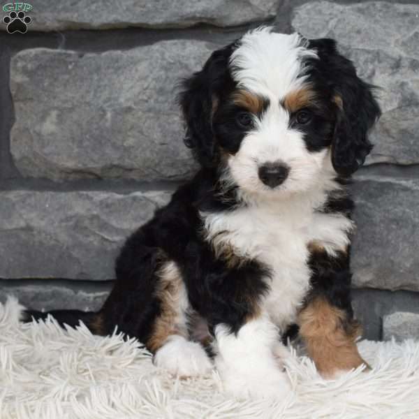 Blossom, Mini Bernedoodle Puppy