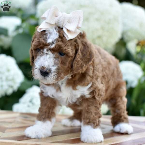 Sadie, Mini Goldendoodle Puppy