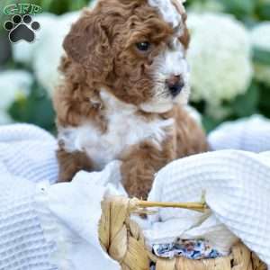 Sadie, Mini Goldendoodle Puppy