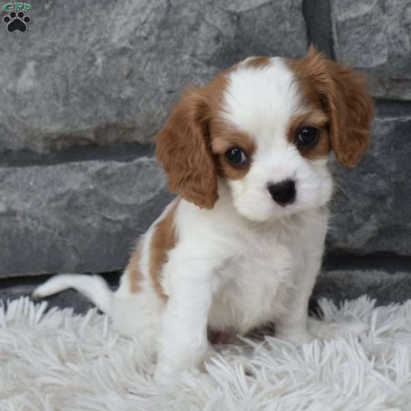 Buddy, Cavalier King Charles Spaniel Puppy
