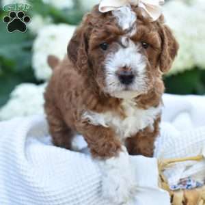 Sadie, Mini Goldendoodle Puppy