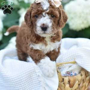 Sadie, Mini Goldendoodle Puppy