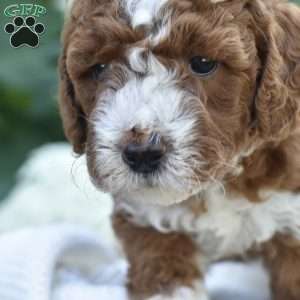 Sadie, Mini Goldendoodle Puppy