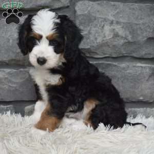 Blossom, Mini Bernedoodle Puppy