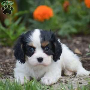 Tessa, Cavalier King Charles Spaniel Puppy