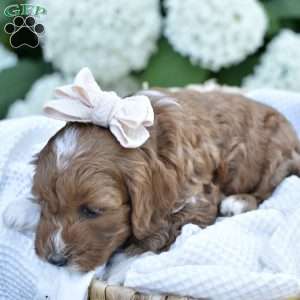 Josie, Mini Goldendoodle Puppy